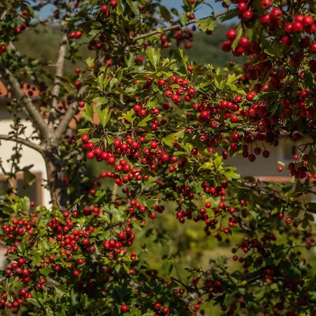 Country house Santa Pigna Centola