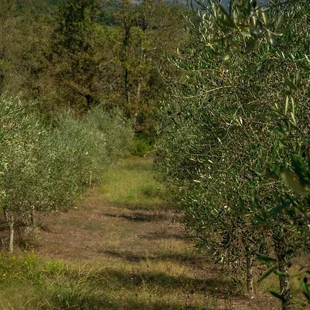 Santa Pigna *