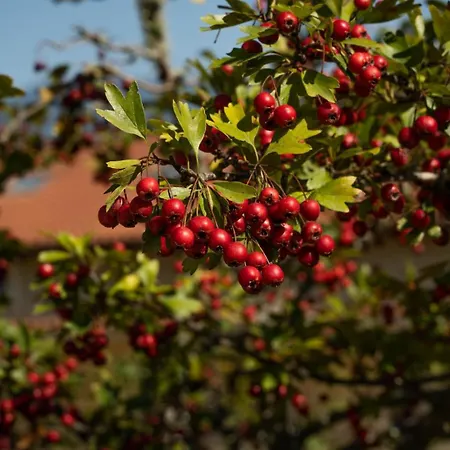 Santa Pigna *