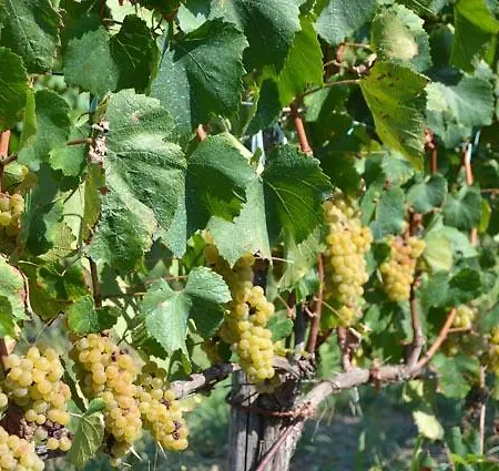 Santa Pigna Country house Centola